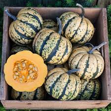Squash, Sugar Dumpling - Certified Organic - BC