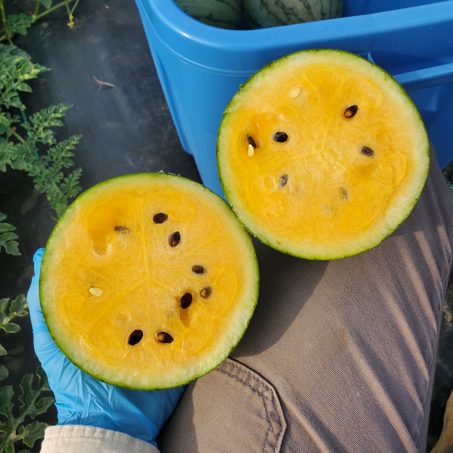 Melon, Watermelon, Certified Organic - BC