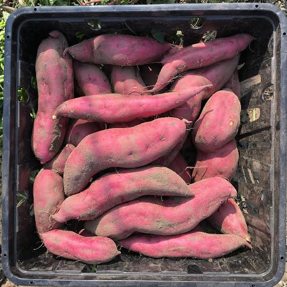 Sweet Potato (White Flesh) - Certified Organic (2lbs)
