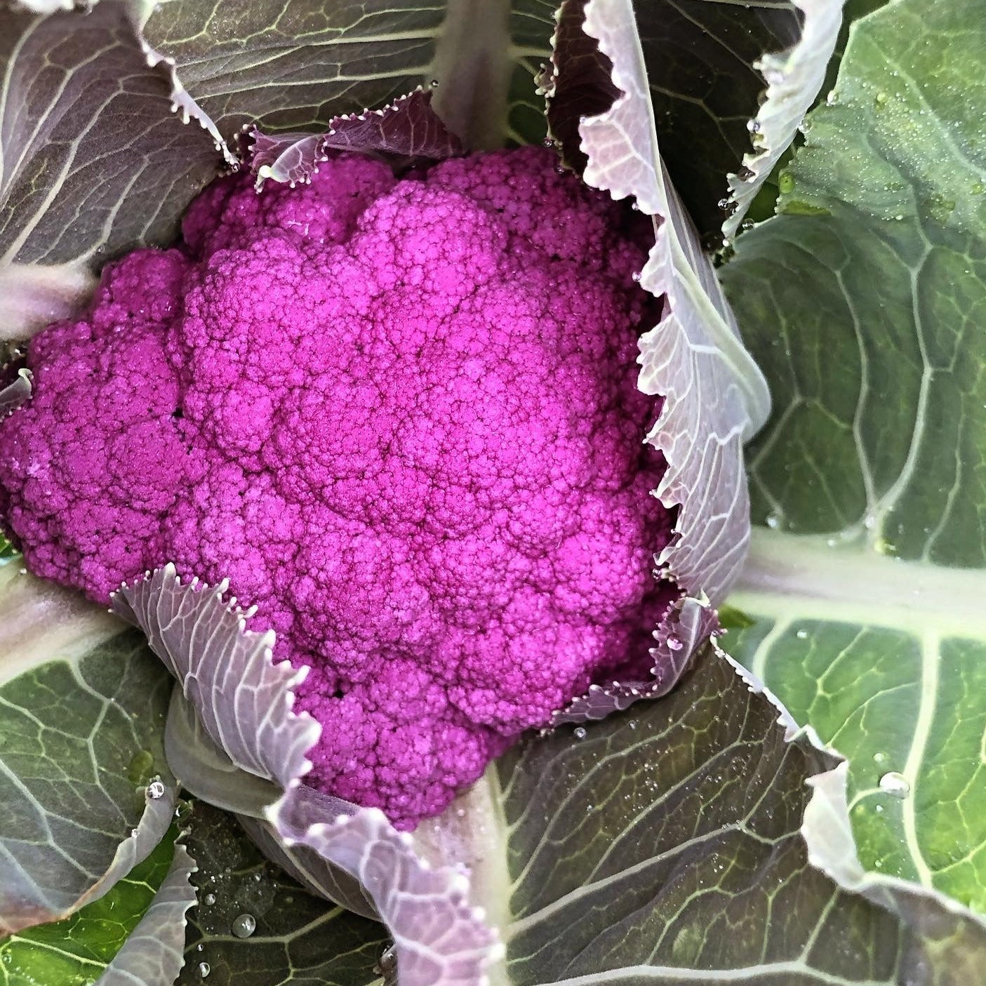 Cauliflower, Purple - Certified Organic (medium head)
