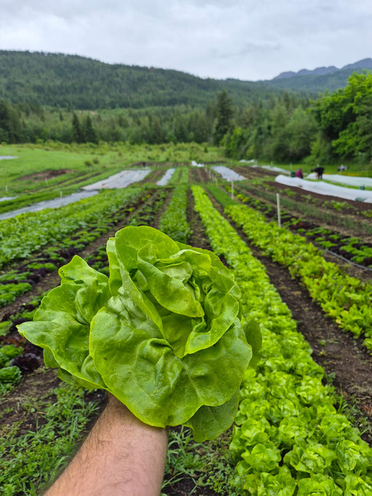 A head of butter crunch lettuce held above rows of lettuce