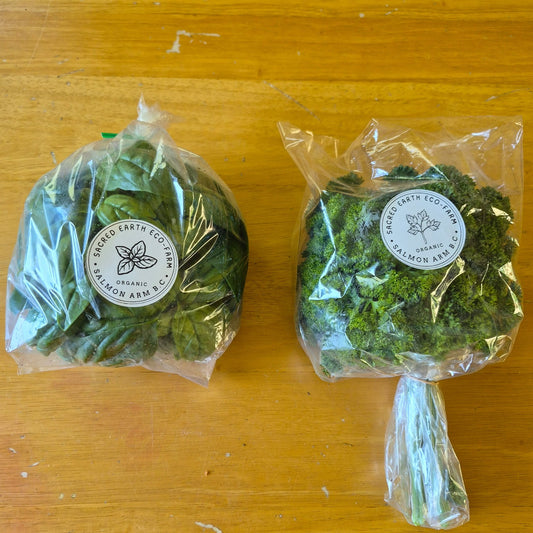 Two bagged bunches of basil on a yellow table