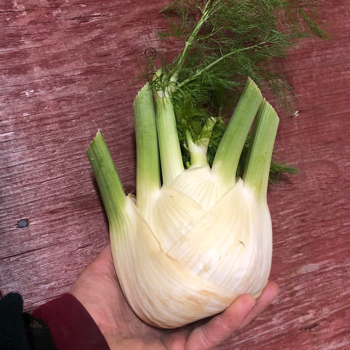 Fennel, certified organic