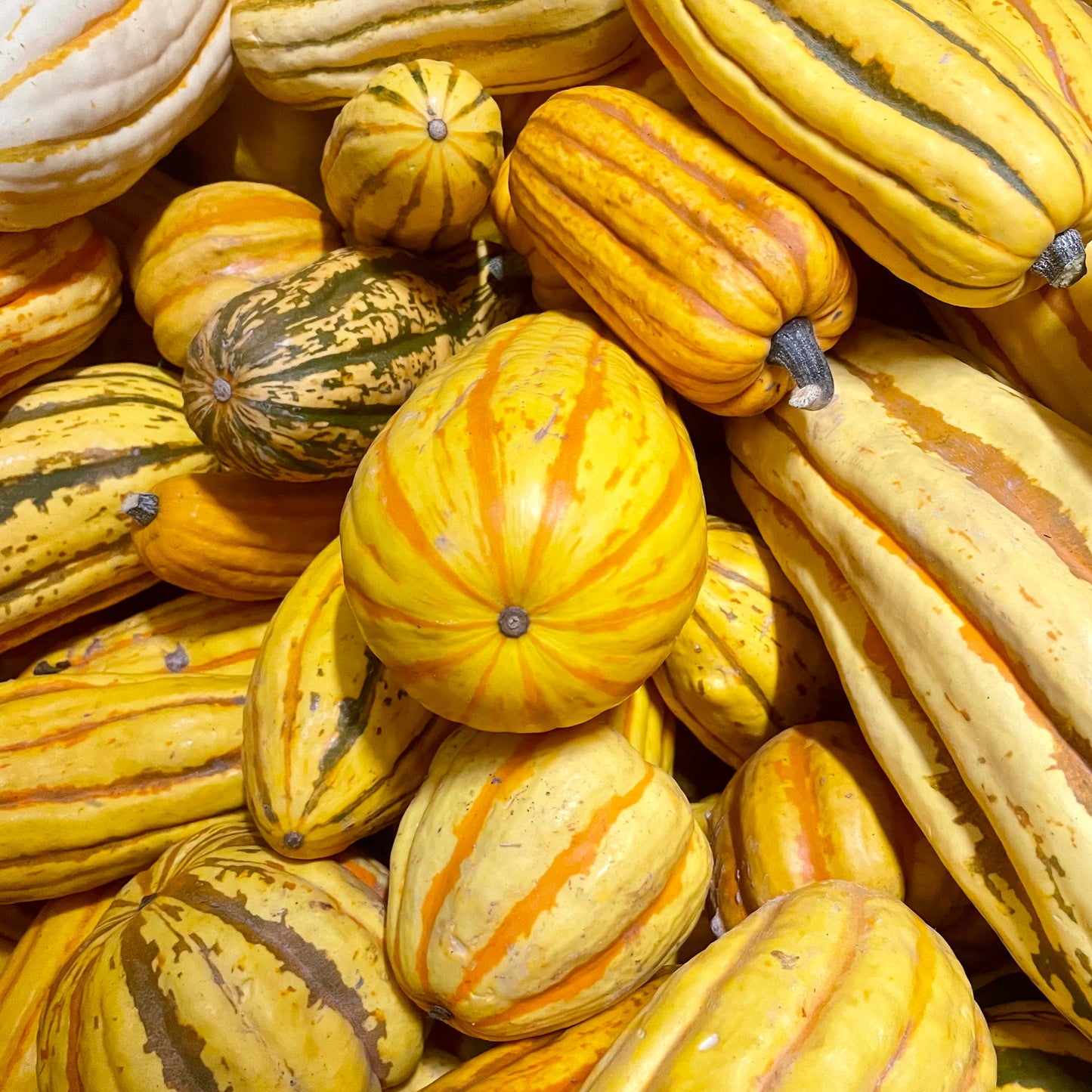 Squash, Delicata - Certified Organic