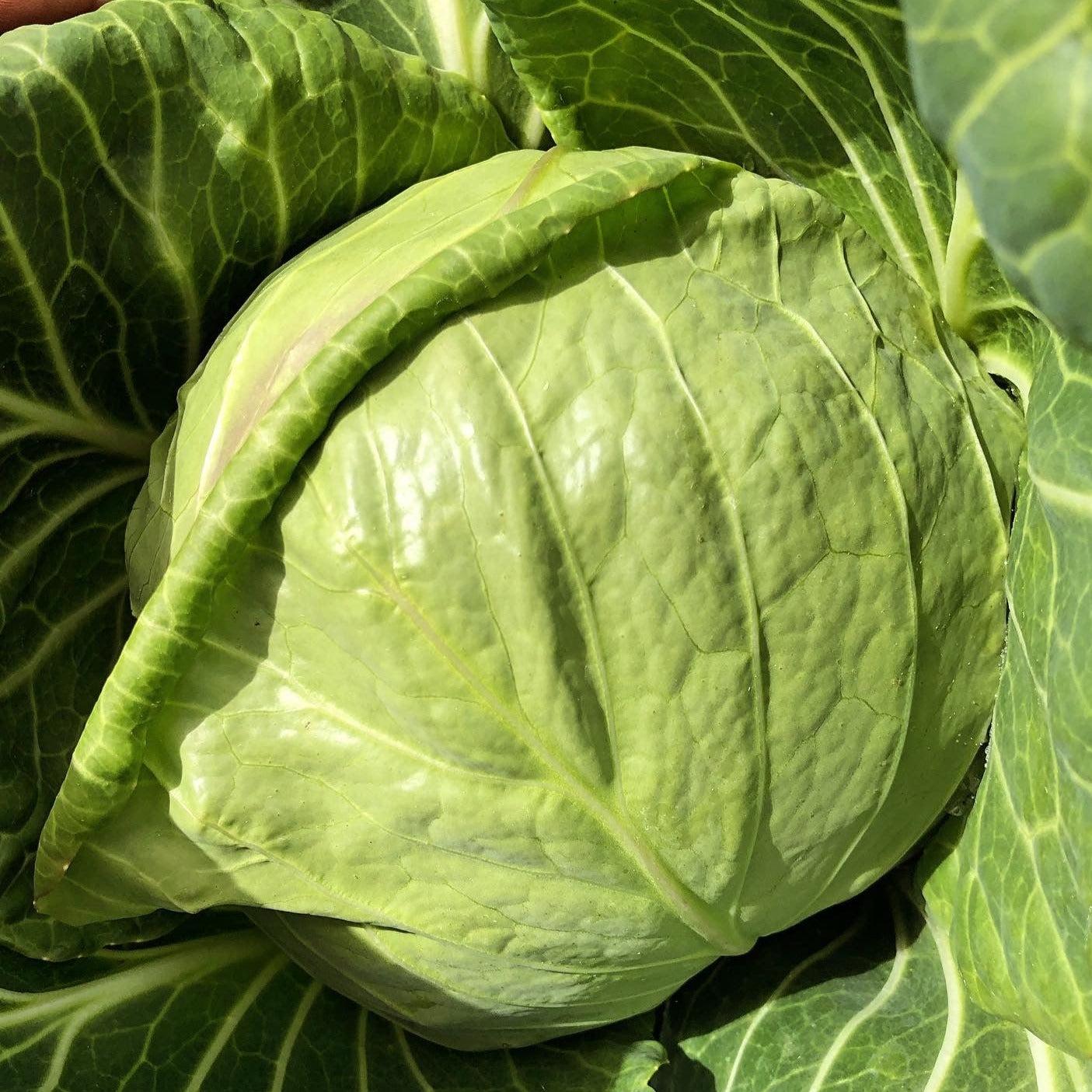 Cabbage, Green - Certified Organic (Each)