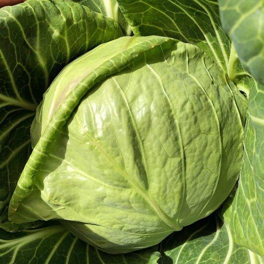 Cabbage, Green - Certified Organic - BC