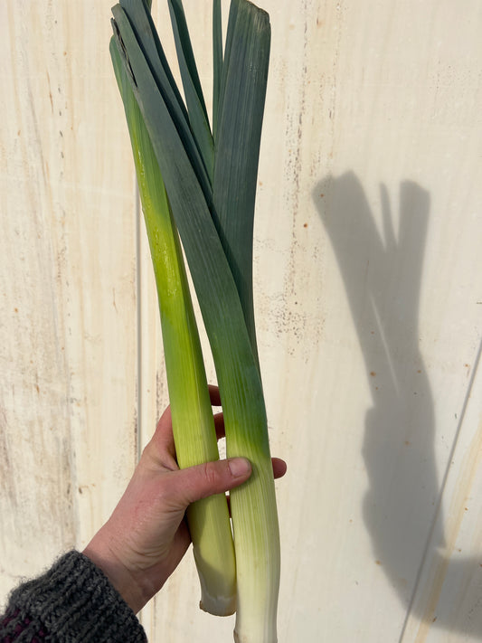 Leeks - Conventional - BC