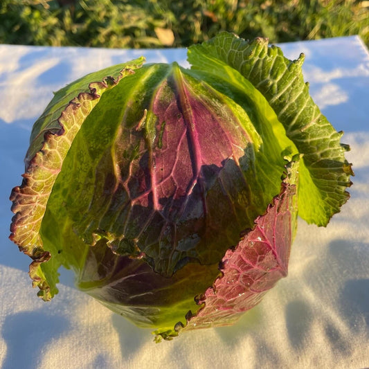 Cabbage, Deadon - Certified Organic