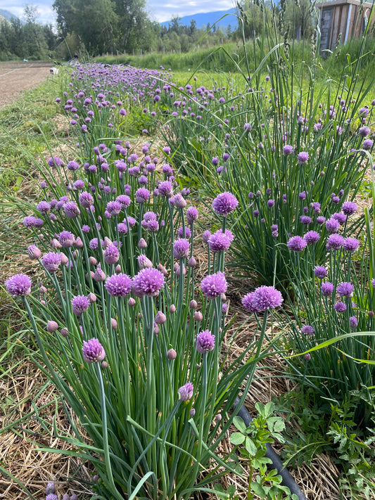 Chives in flower with purple blossoms