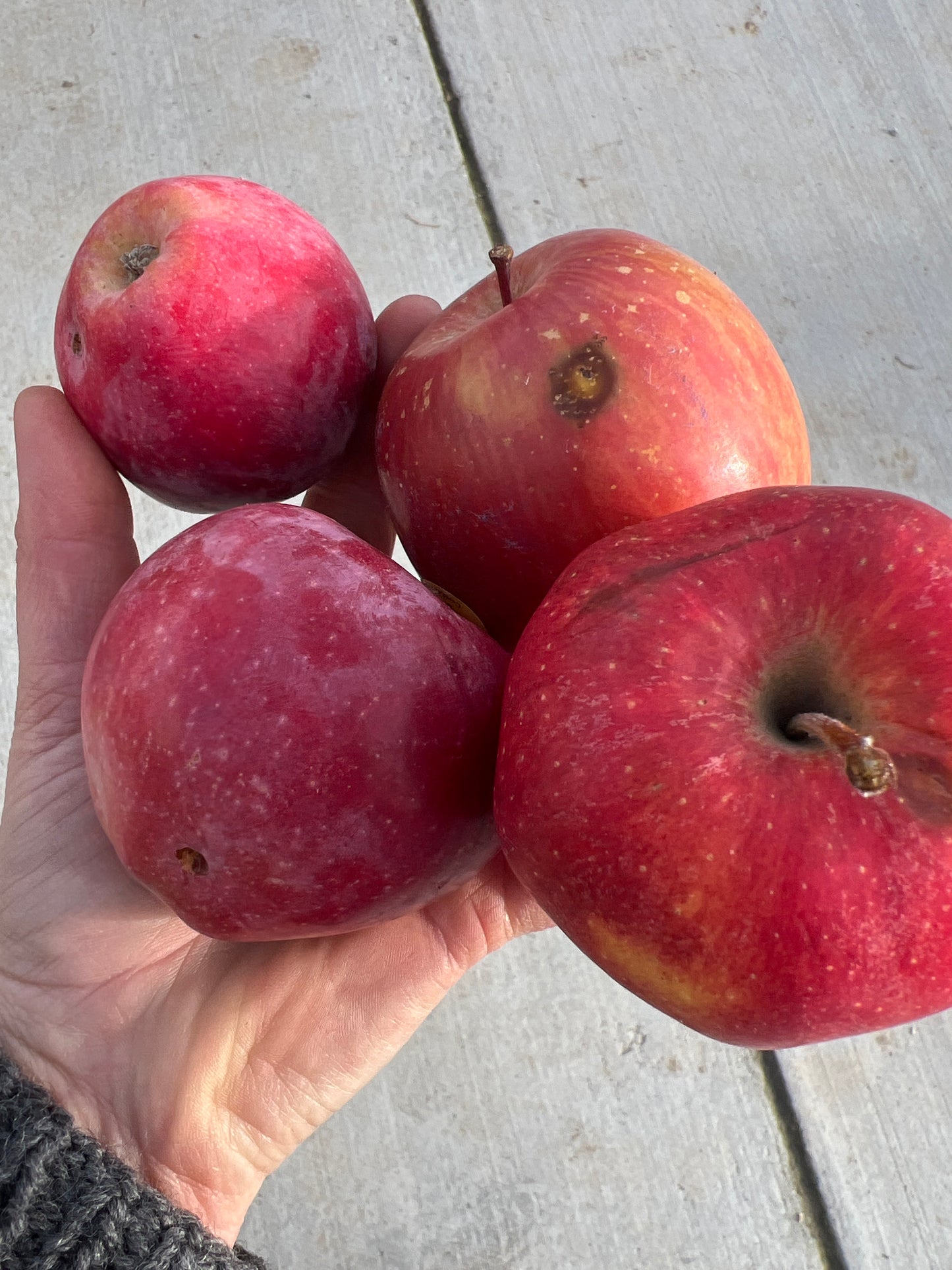 zz - IMPERFECT Apples, Ambrosia - Certified Organic - BC