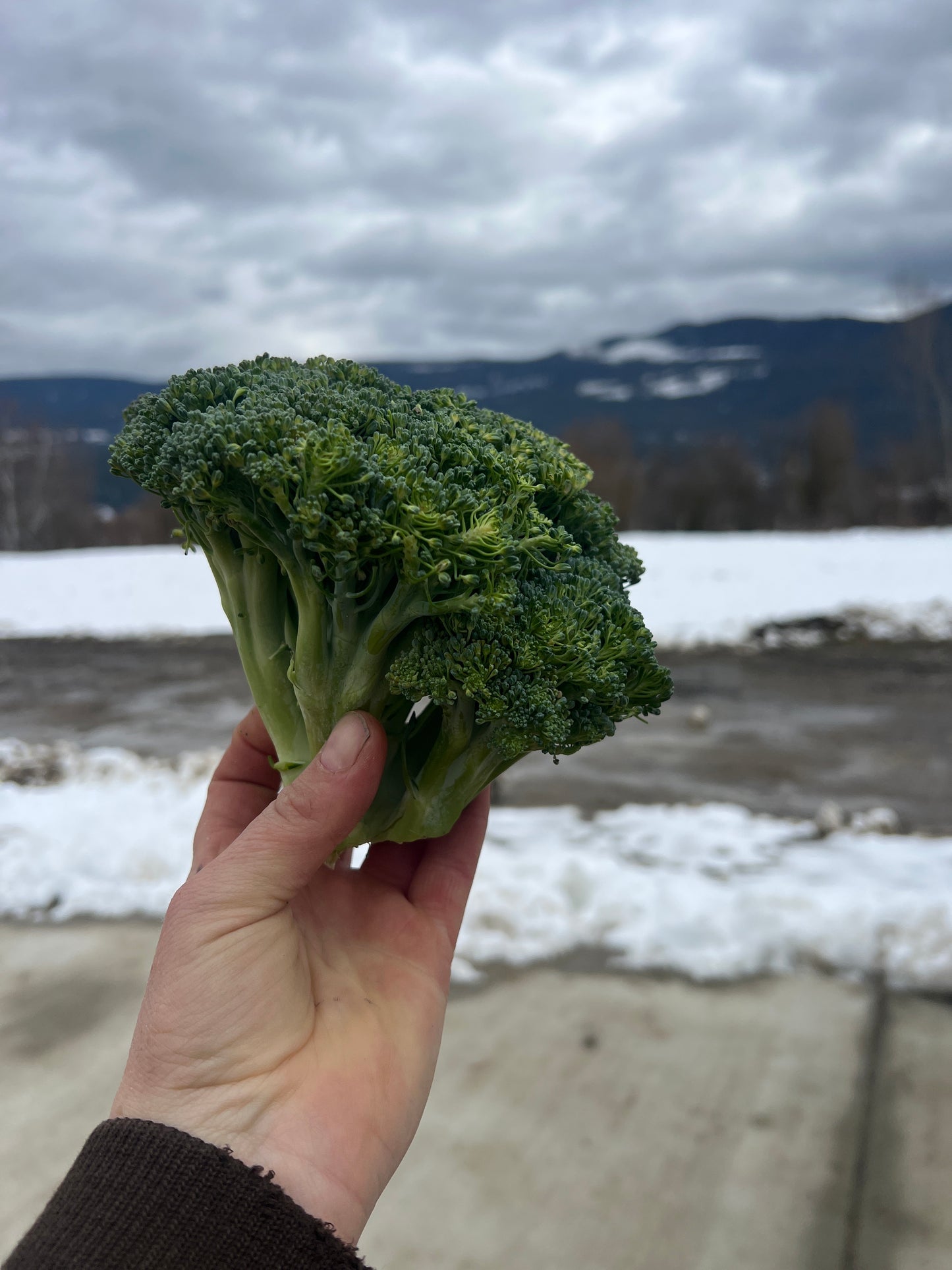 Broccoli Crowns (1lbs), Certified Organic - MX