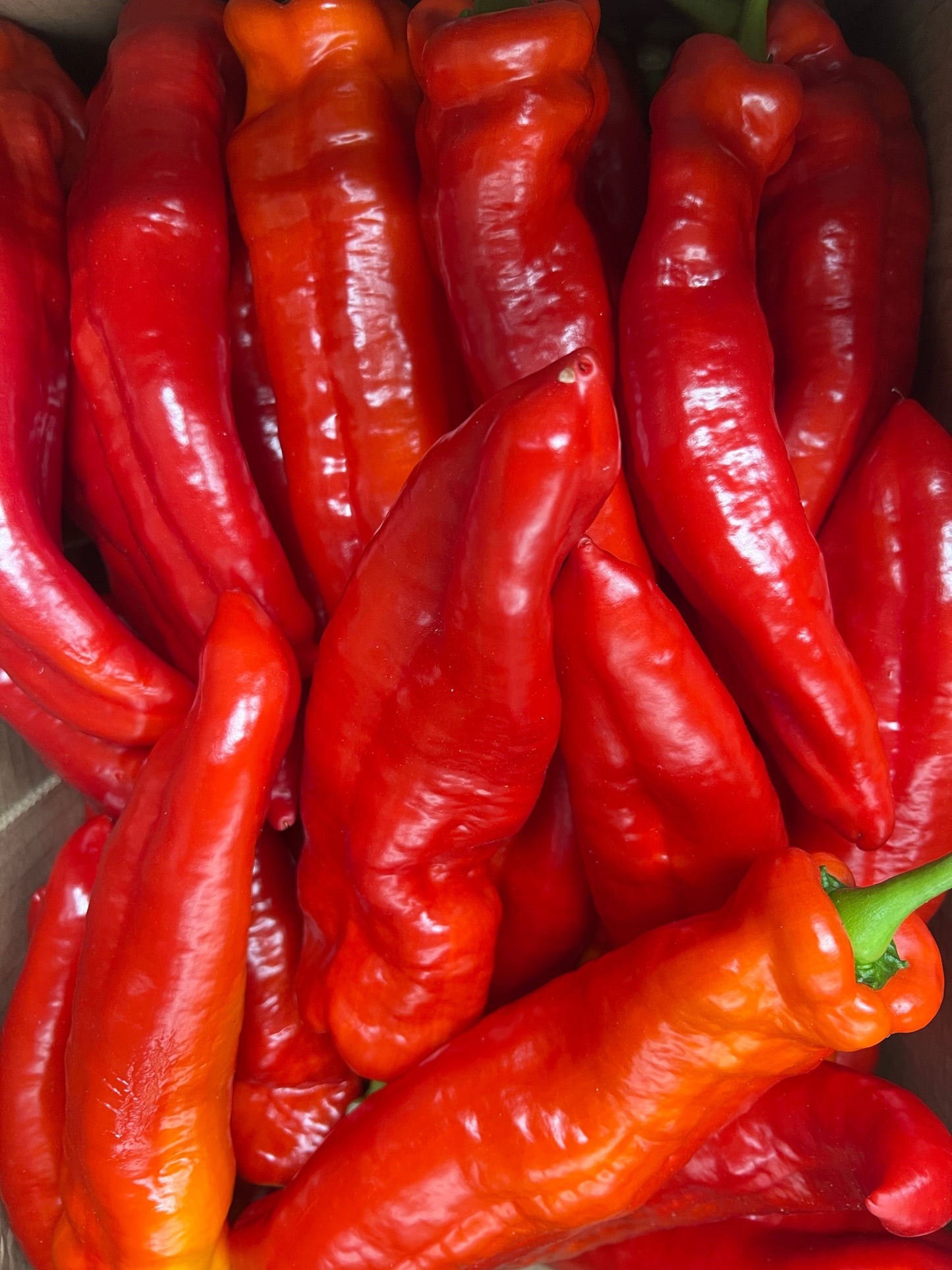 Peppers, Sweet Tooth Red (3 peppers) - Conventional Hot House - BC