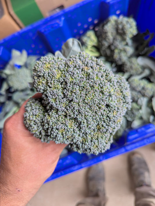 Broccoli, Certified Organic - BC