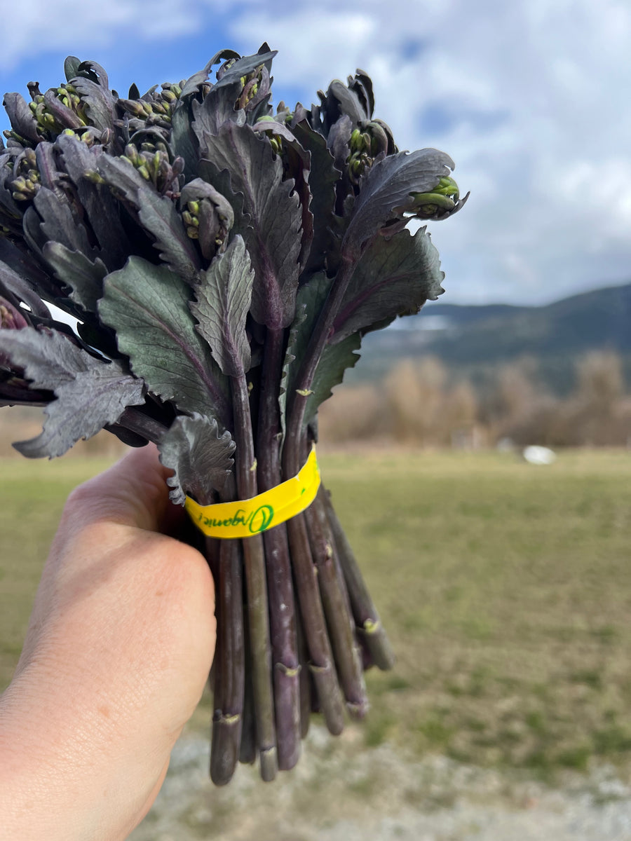 A banded bunch of purple cabbage sprouting tops held up in a field