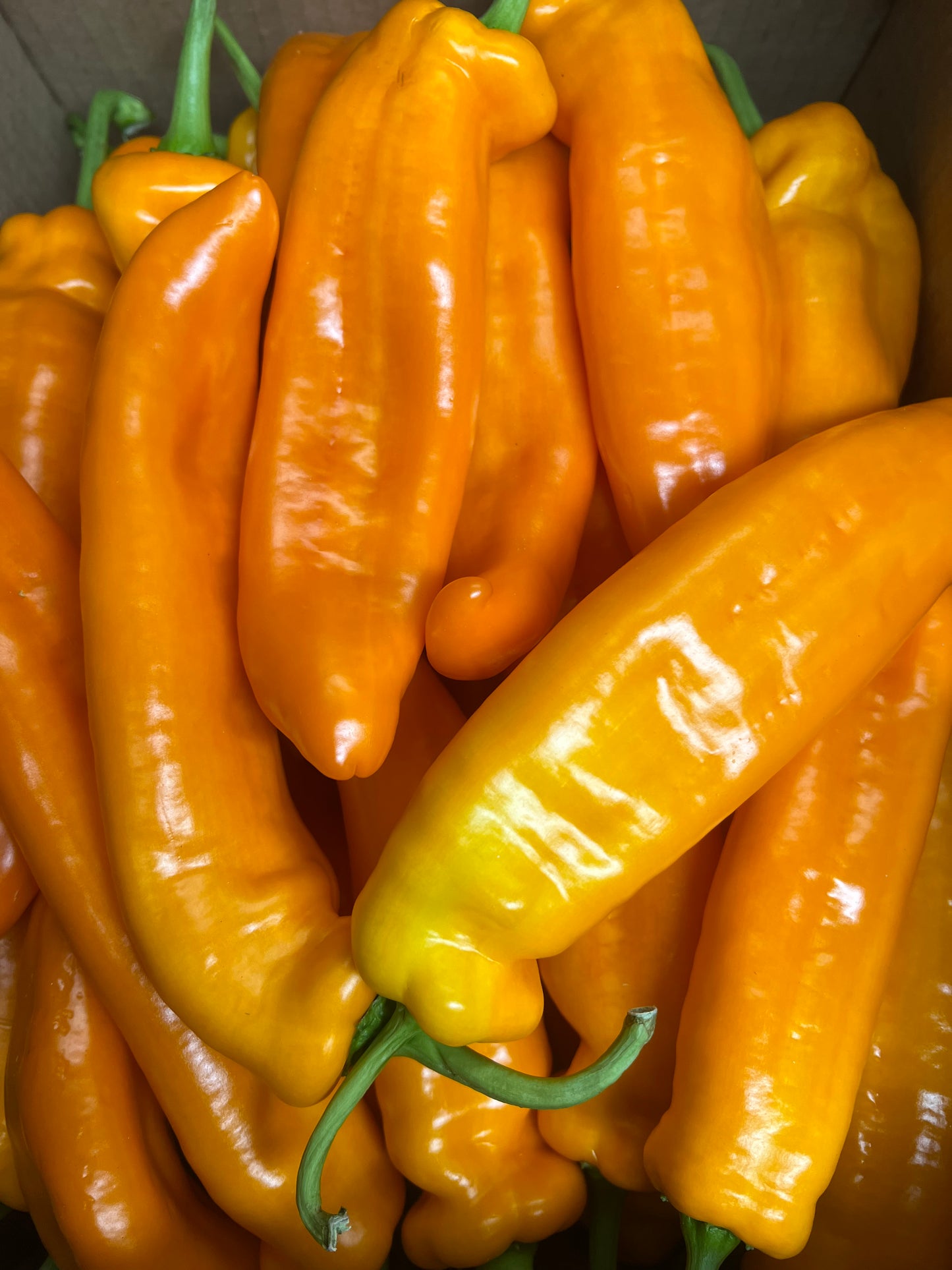 Peppers, Sweet Tooth Orange (3 peppers) - Conventional Hot House - BC