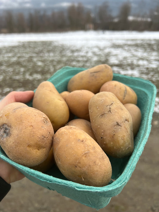 Potatoes, Irish Queens (Yellow) - Certified Organic - IMPERFECT