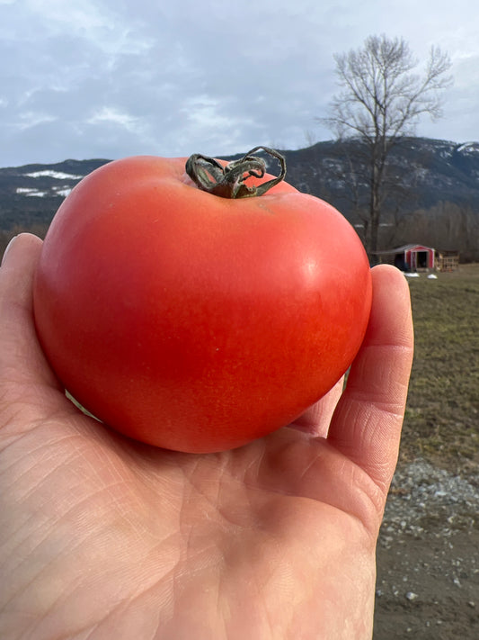 Tomato - Green House - MEX