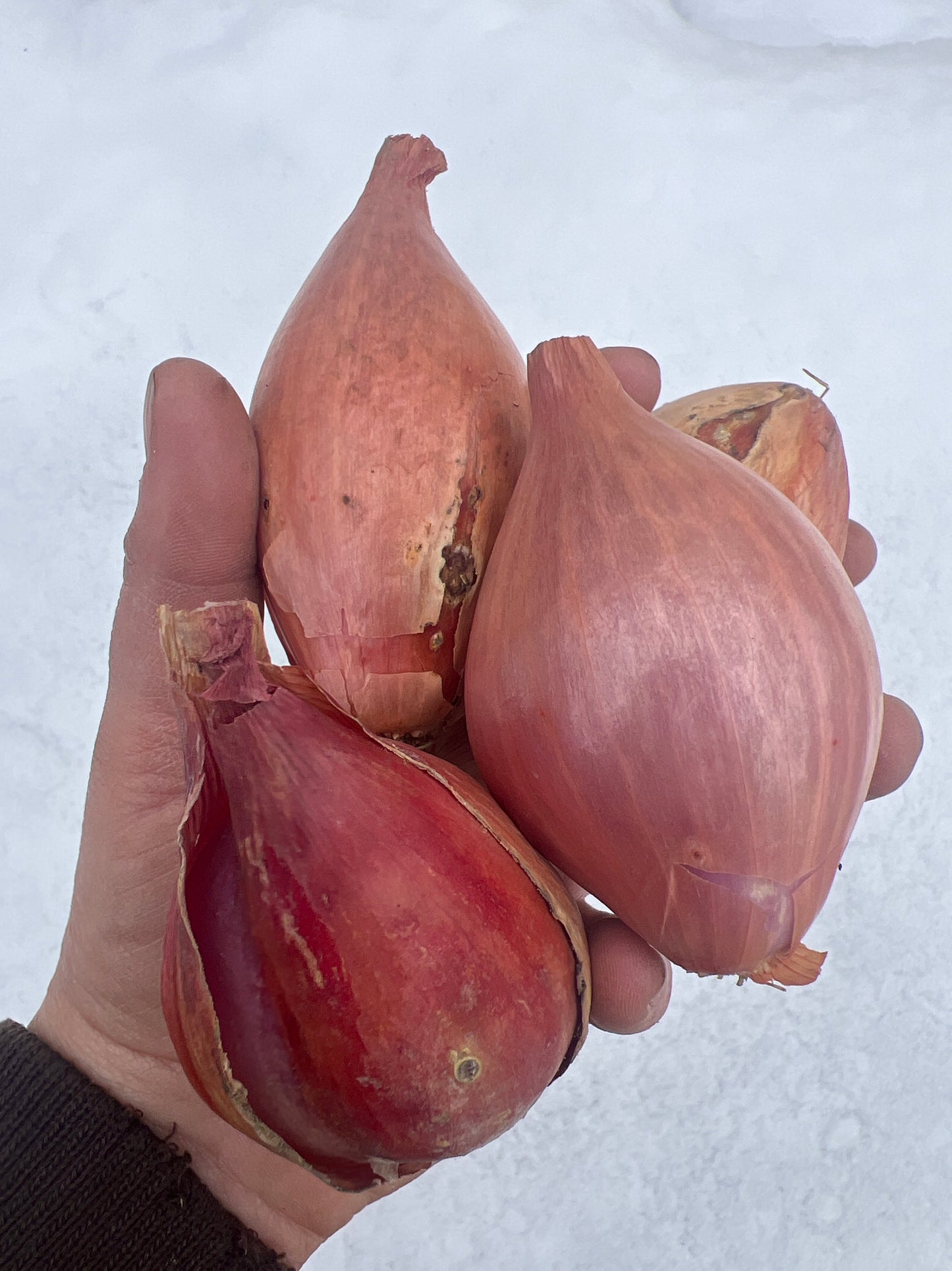 Shallots (1lbs) - Certified Organic- BC