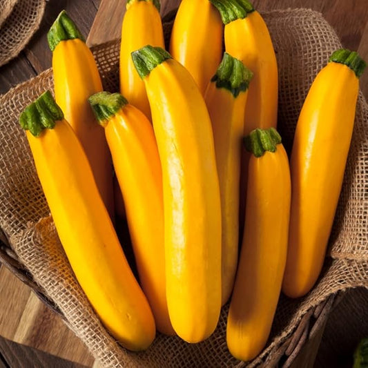 Zucchini, Yellow - Certified Organic - BC