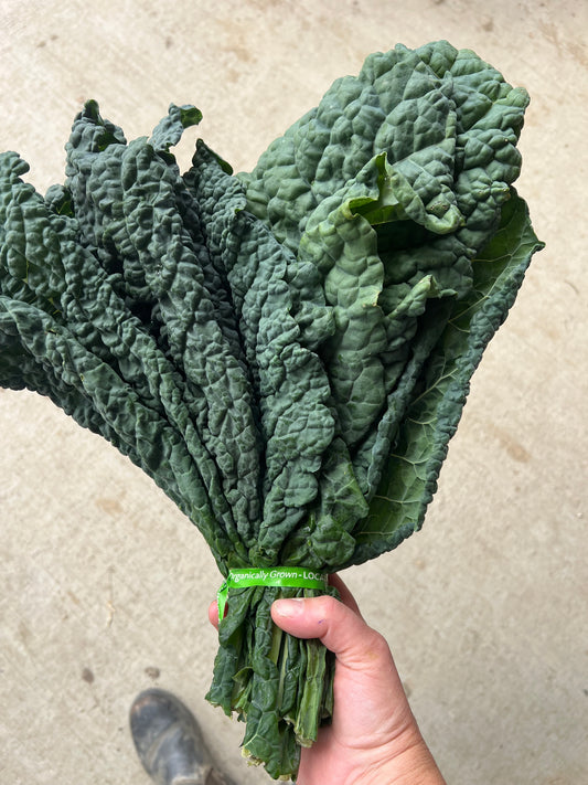 Kale, Black/Lacinato, Certified Organic - BC