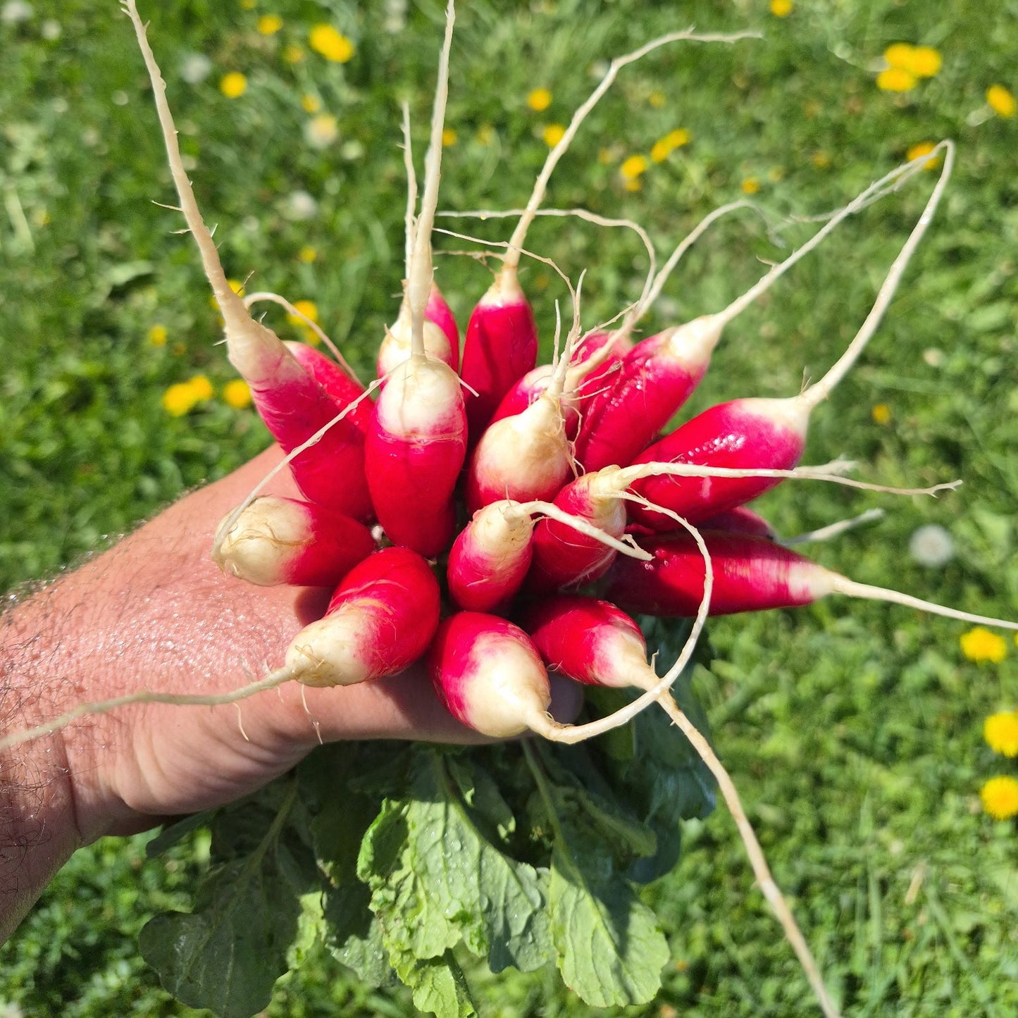 Radish , French Breakfast - Certified Organic, BC