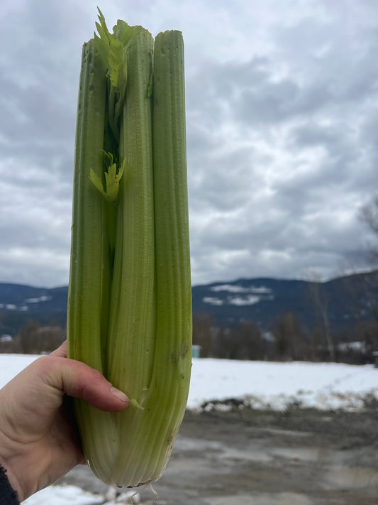 Celery, Certified Organic - MX