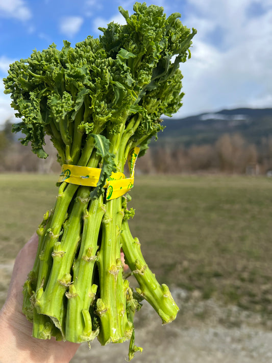 A banded bunch of green kale raab held up in a field