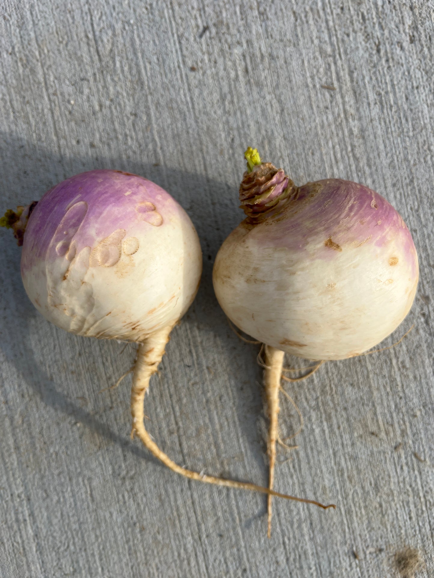 Turnips, Purple Top - Certified Organic - BC