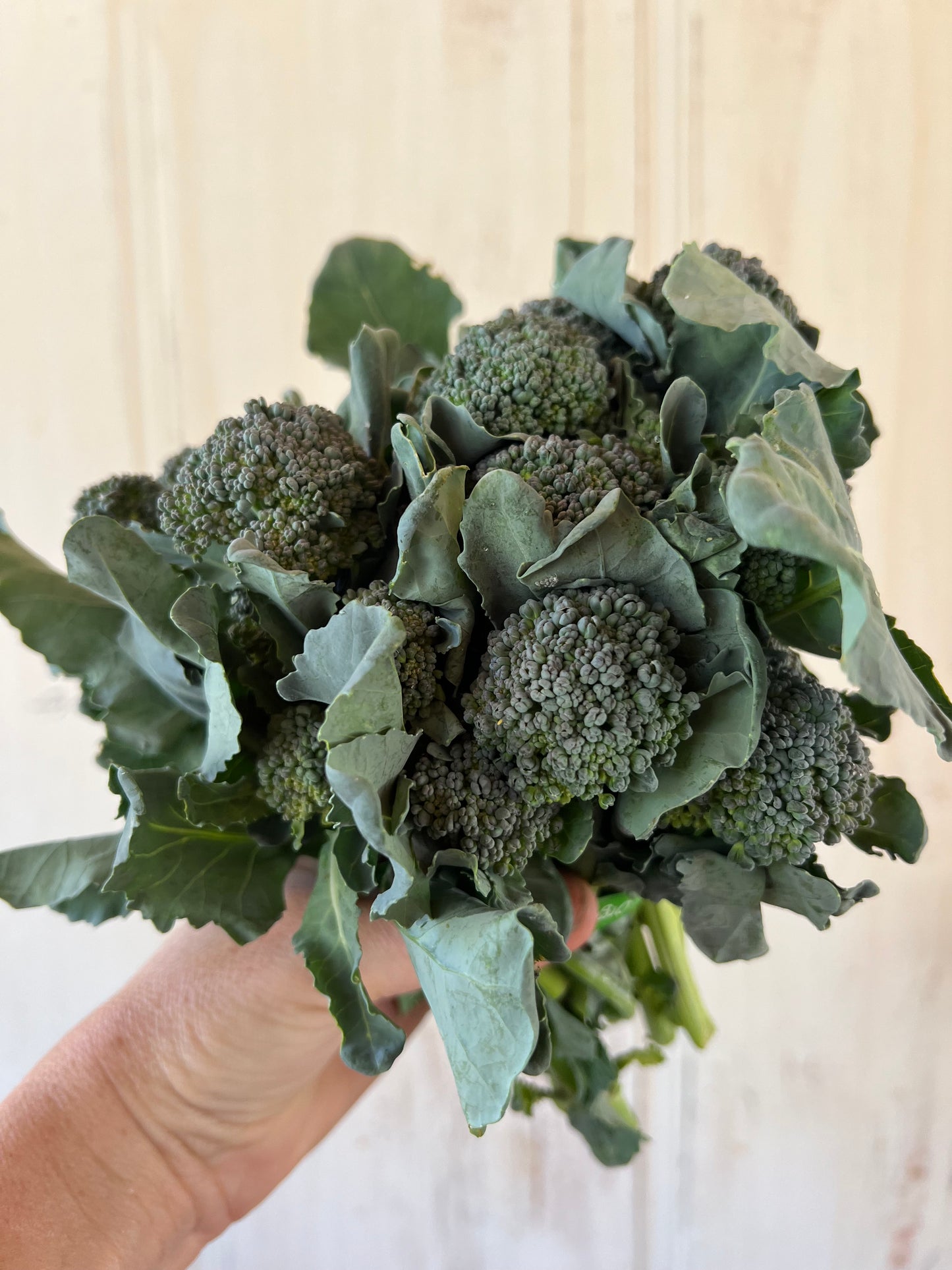 Broccolini, Certified Organic - BC