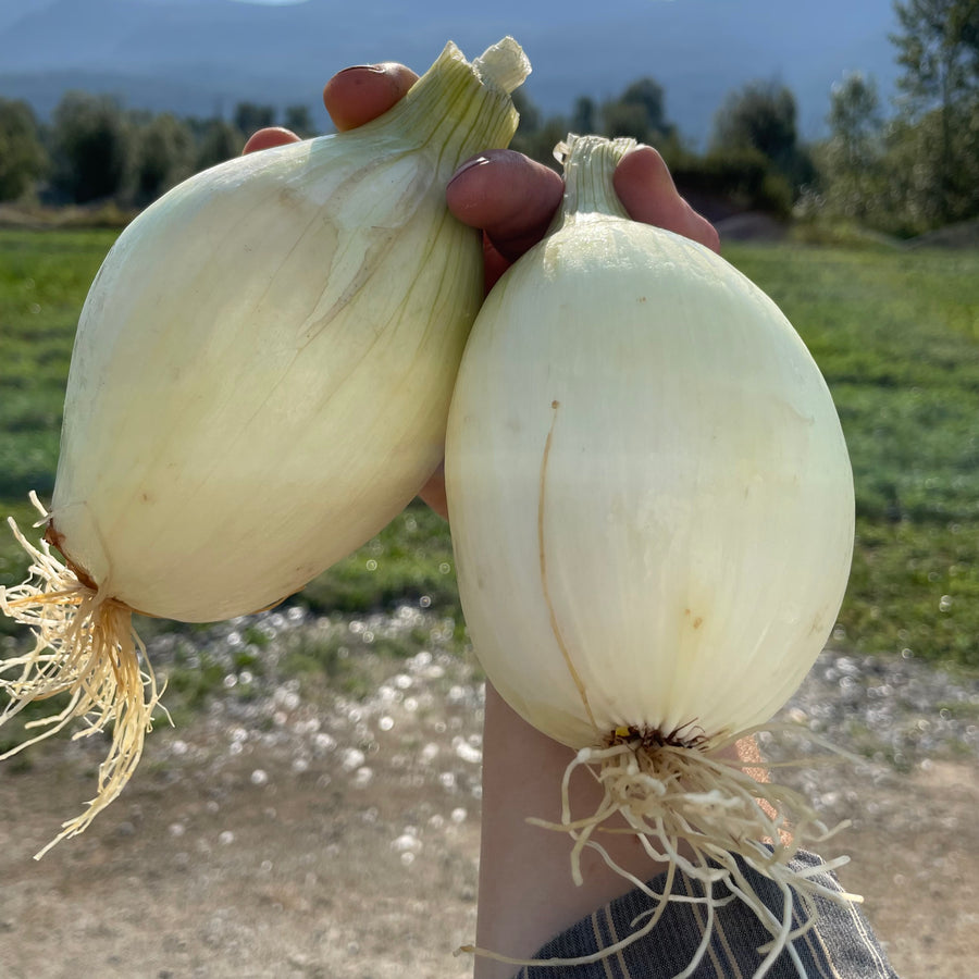 Two large sweet onions with their roots on, held up in a field