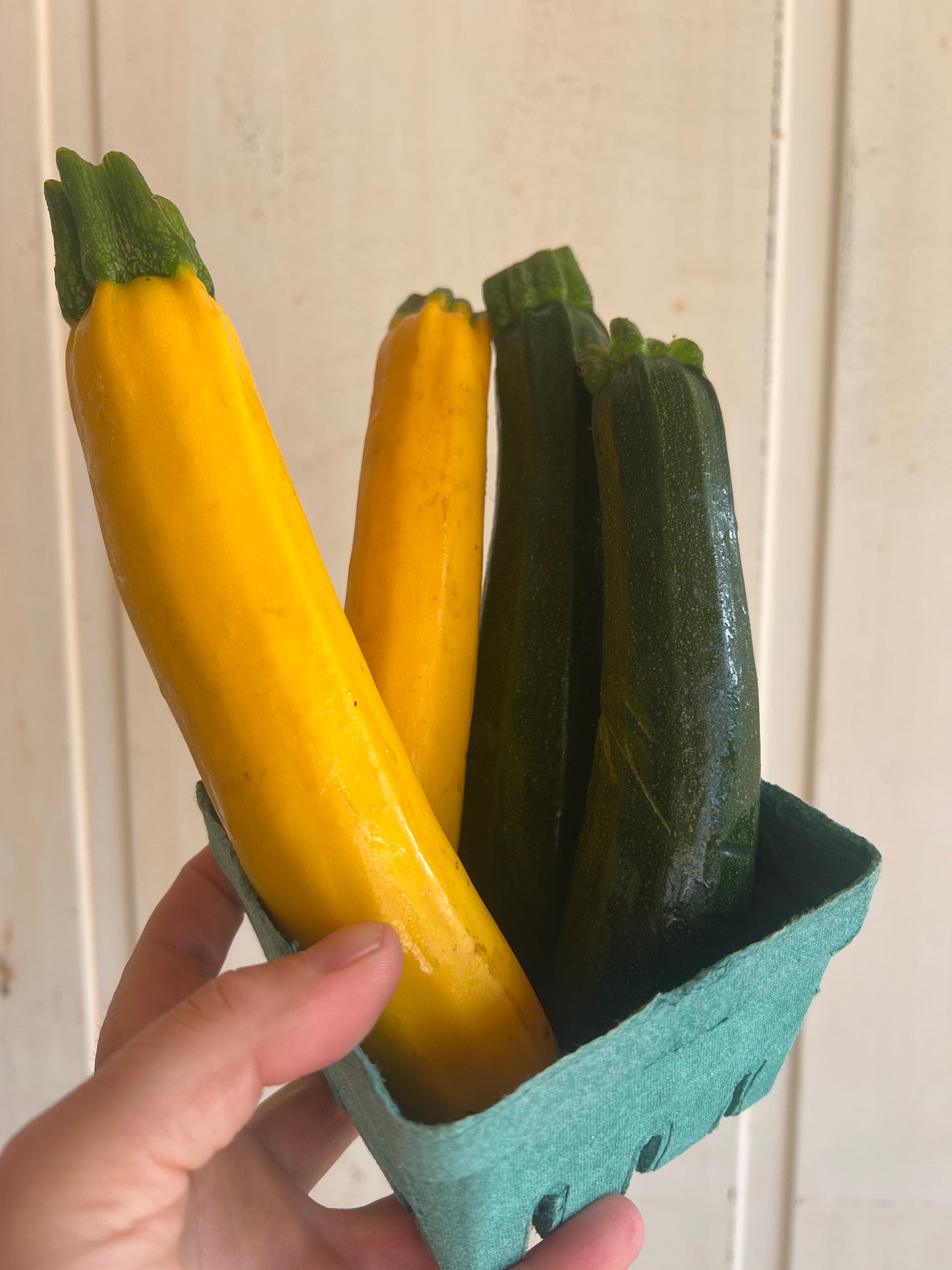 Zucchini, Baby- Certified Organic - BC