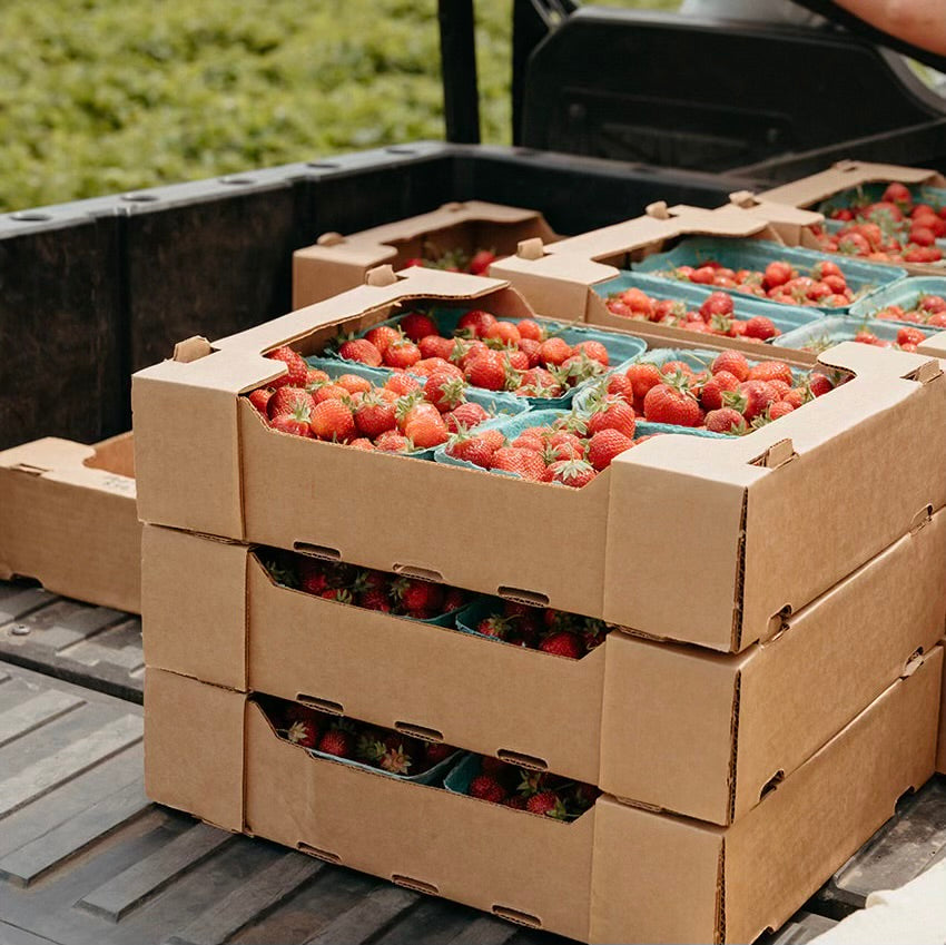 BERRIES - Strawberries (Pints) No Spray - Armstrong, BC