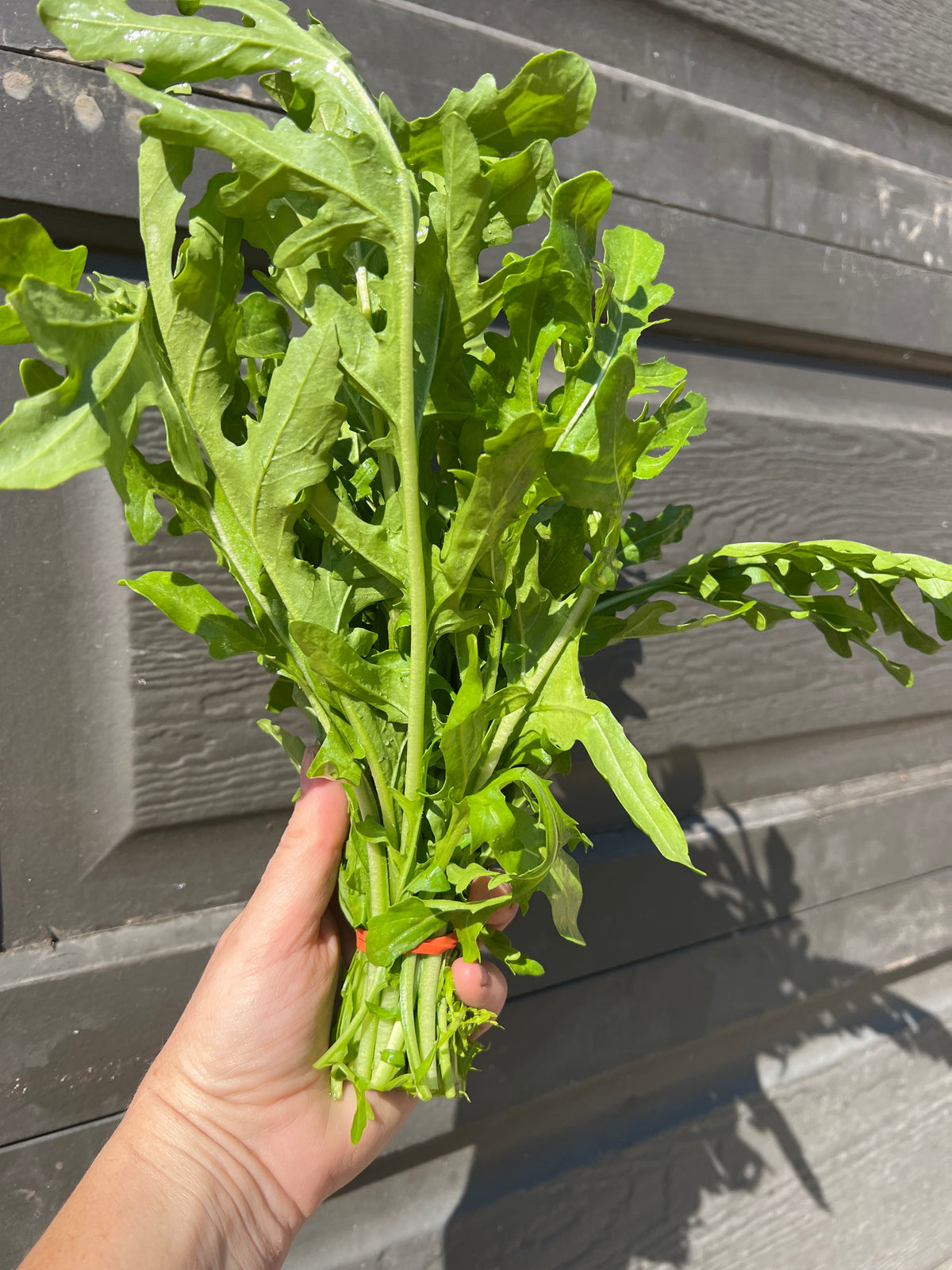 Arugula, bunch - Certified Organic - BC