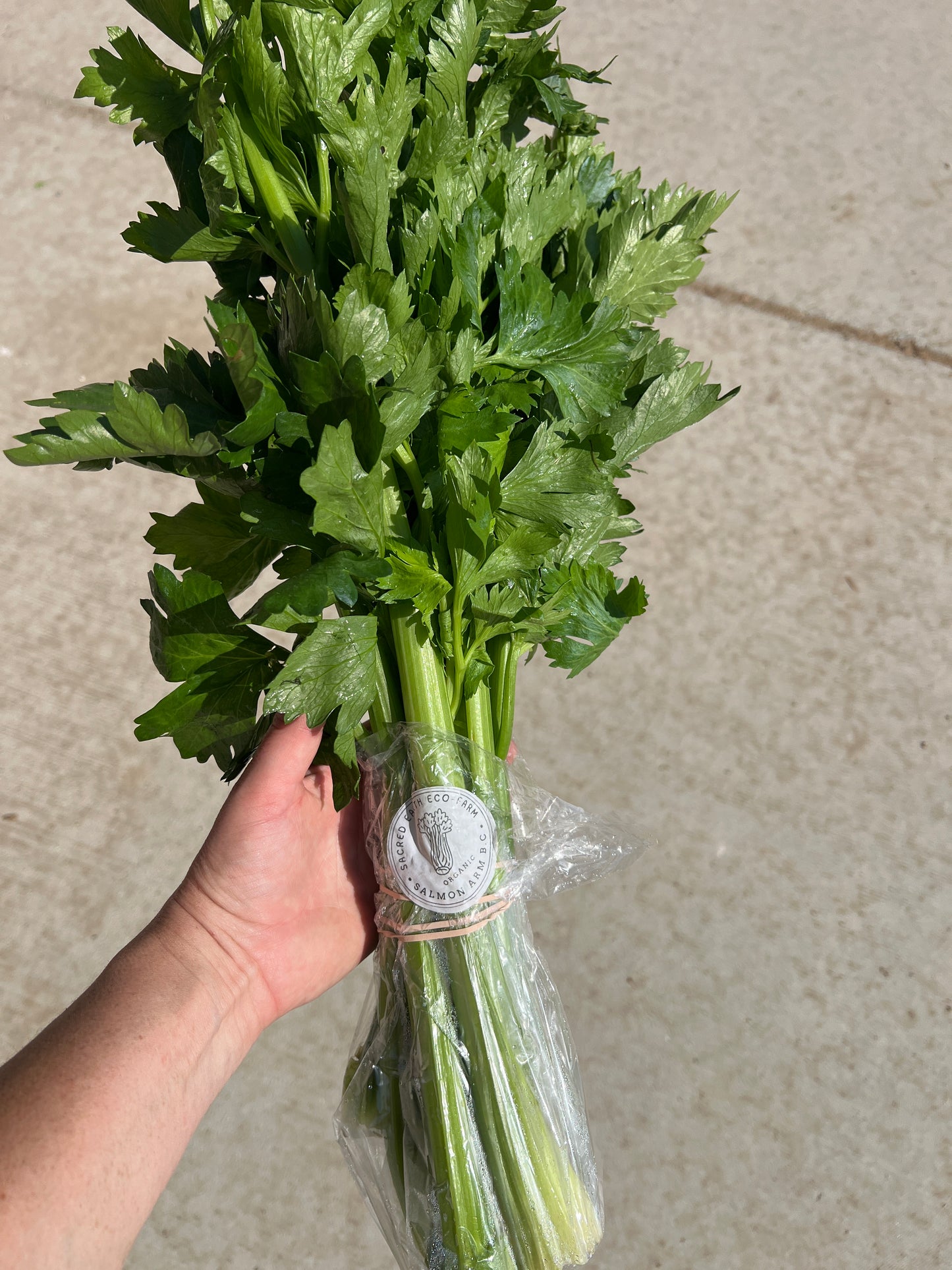 Celery, Certified Organic -BC