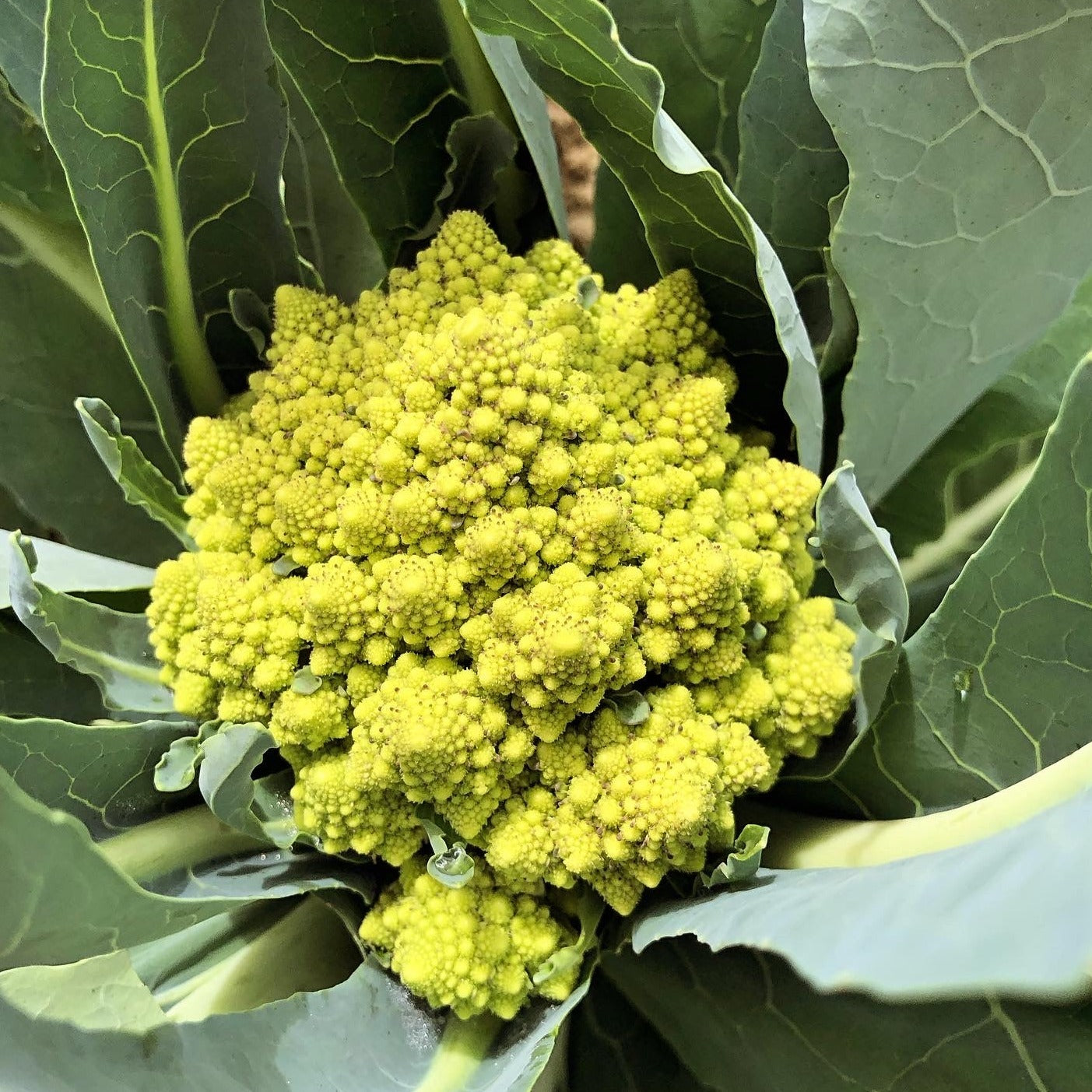 Cauliflower, Romanesco - Certified Organic -BC