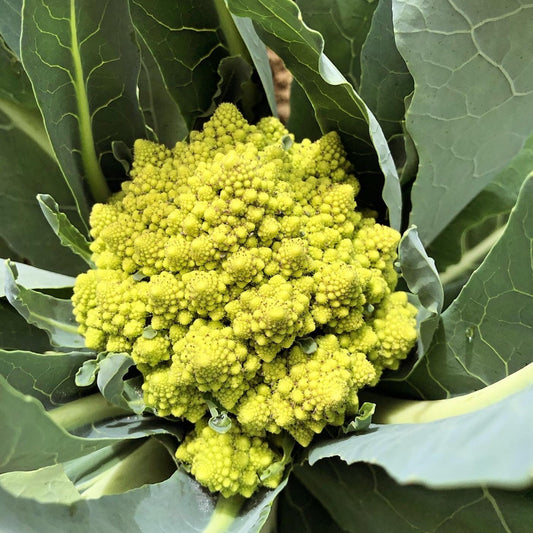 A Romanesco head with its spiralled yellow-green florets
