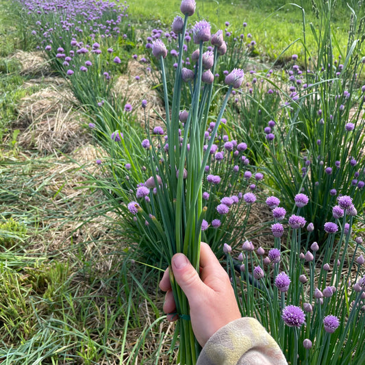 Chive Bunch, Certified Organic