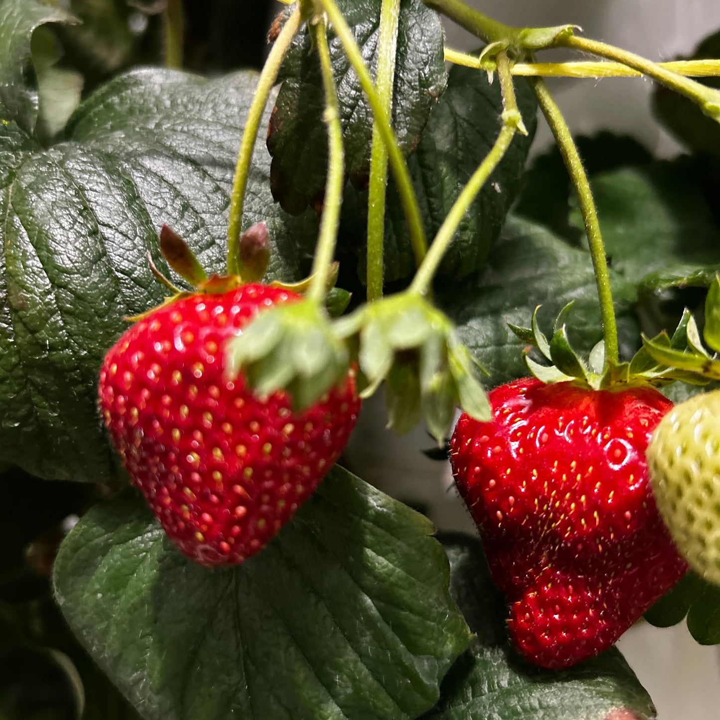 BERRIES - Strawberries, Hydroponic - Vernon, BC