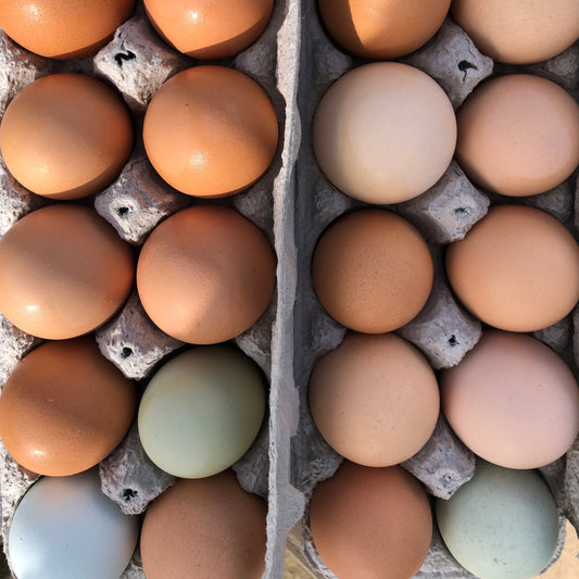 Eggs - Free-range