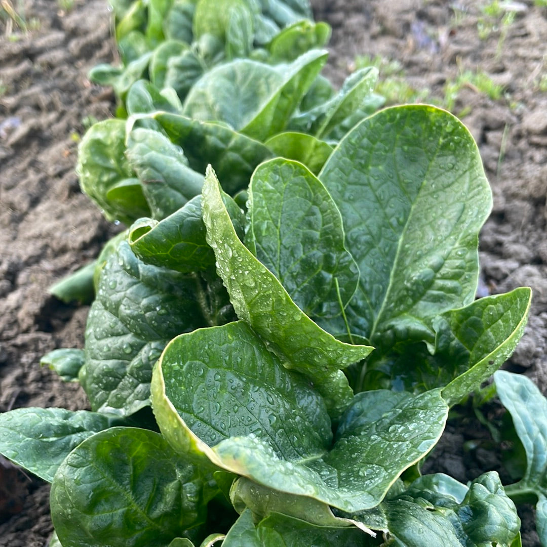 Garden Starter Pack - Herbs & Greens