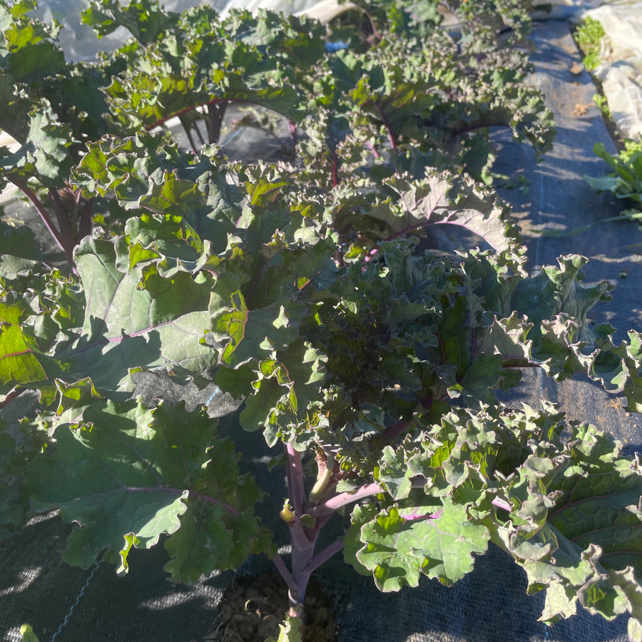 Purple kale growing in a field