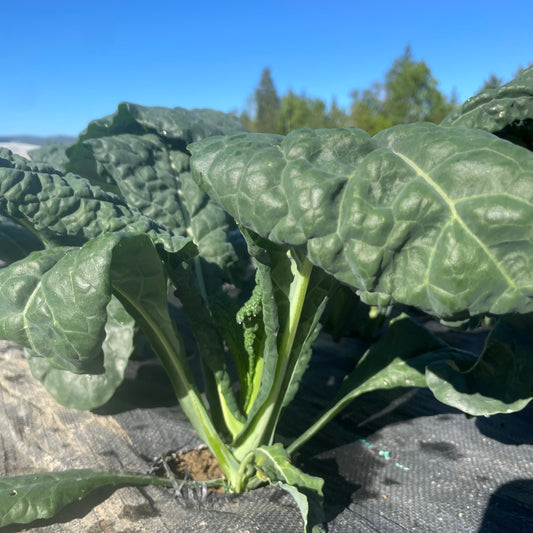 Kale, Black/Lacinato, Certified Organic (Bunch)