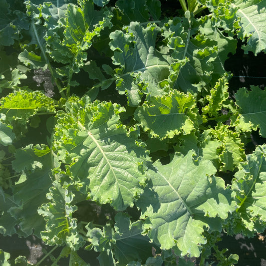 Kale, Green/Curly - Certified Organic (Bunch)