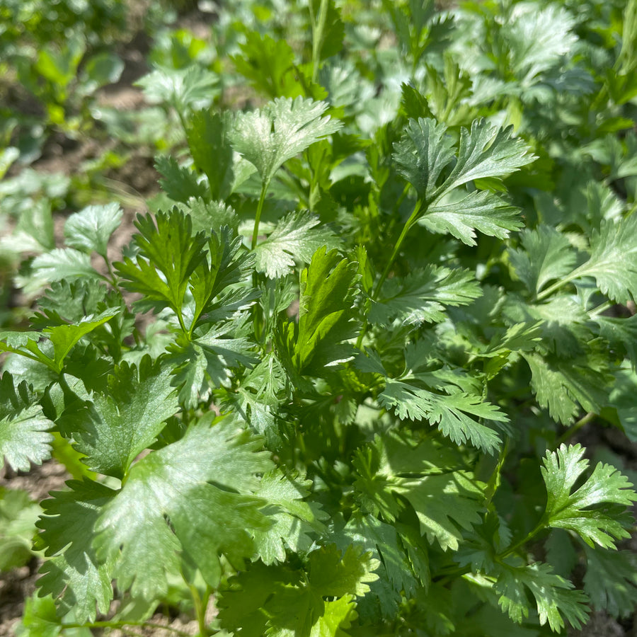 Cilantro growing in a bed