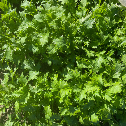 Mustard Greens, Certified Organic (6oz Bag)