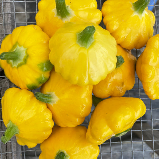 Patty Pan - Certified Organic, BC