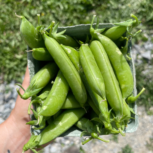 Peas, English  - Conventional - BC