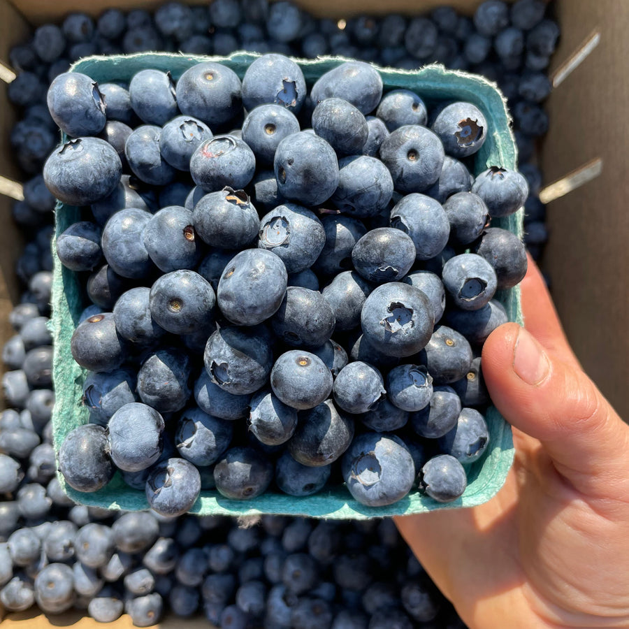 A pint basket of blueberries held in a hand