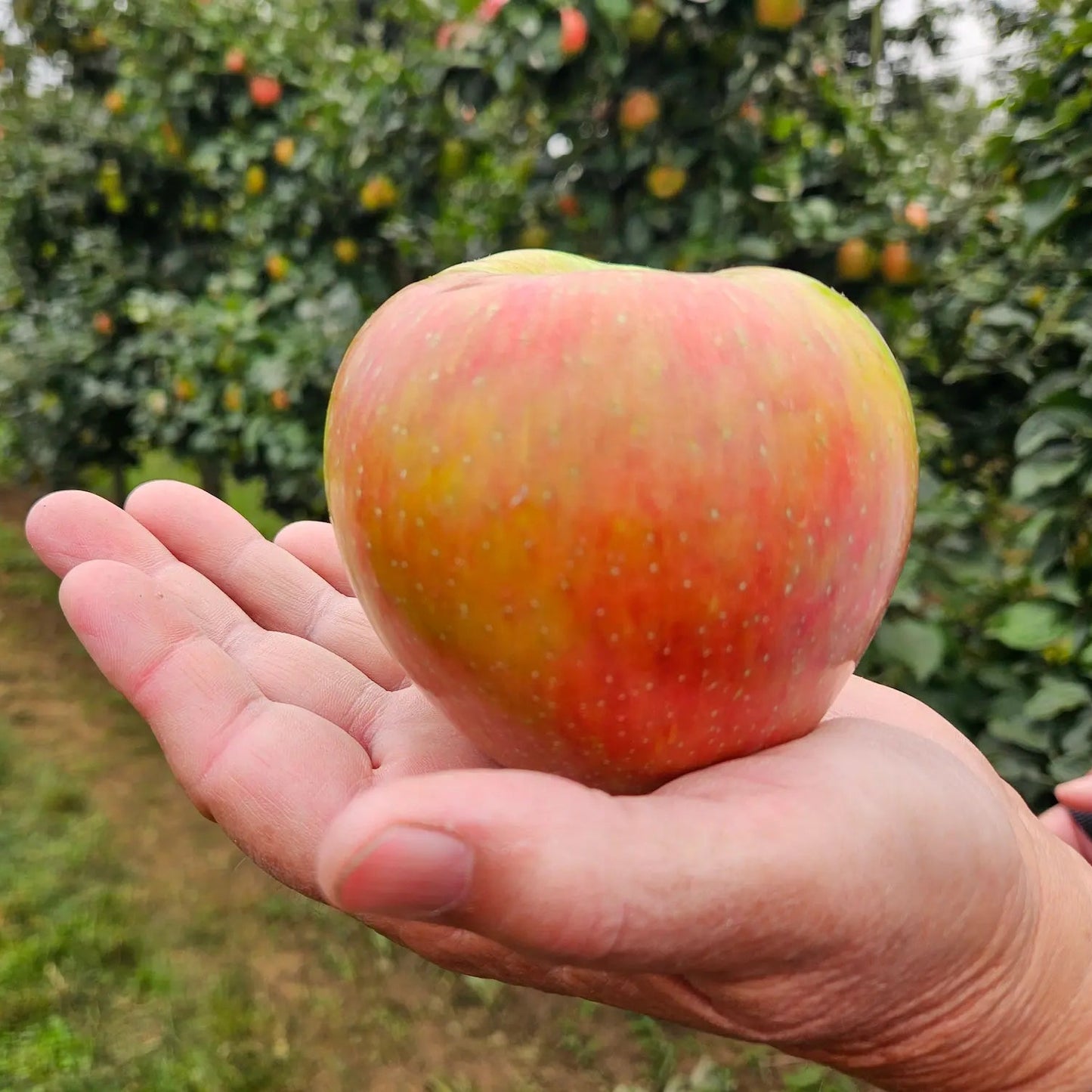 Apples, Honeycrisp - Certified Organic
