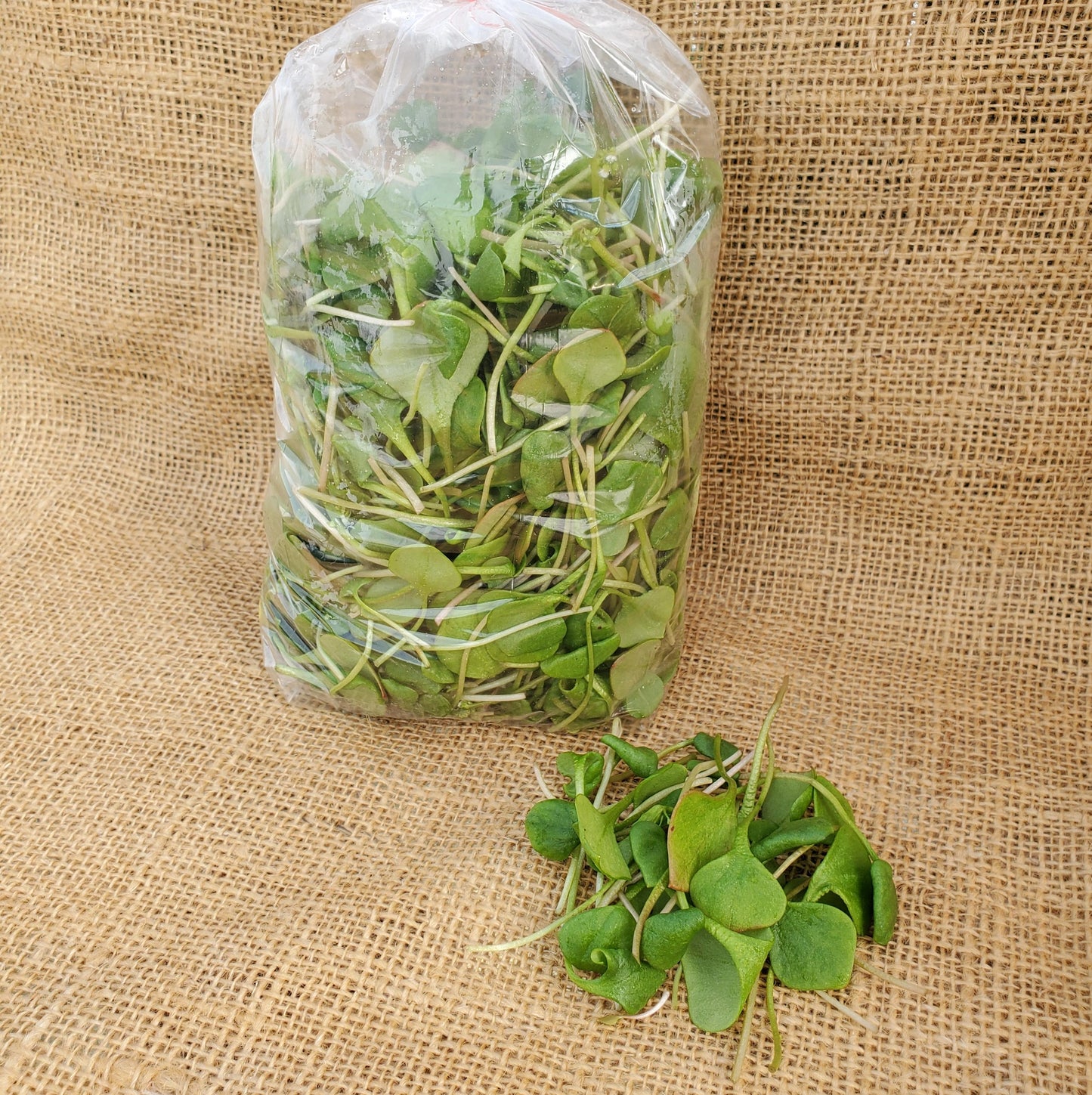Claytonia - Certified Organic